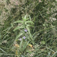 Hygrophila balsamica (L.f.) Raf.